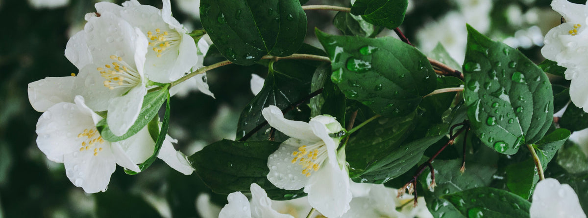 Jasmine dew inspiration