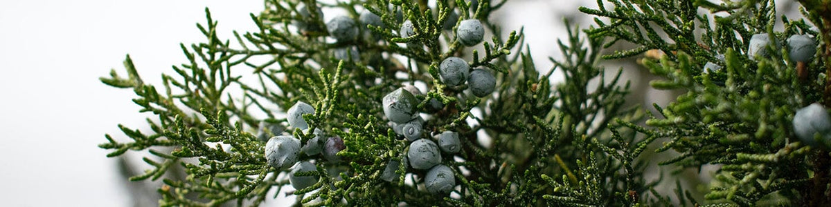 Juniper + Spruce Fragrance Collection