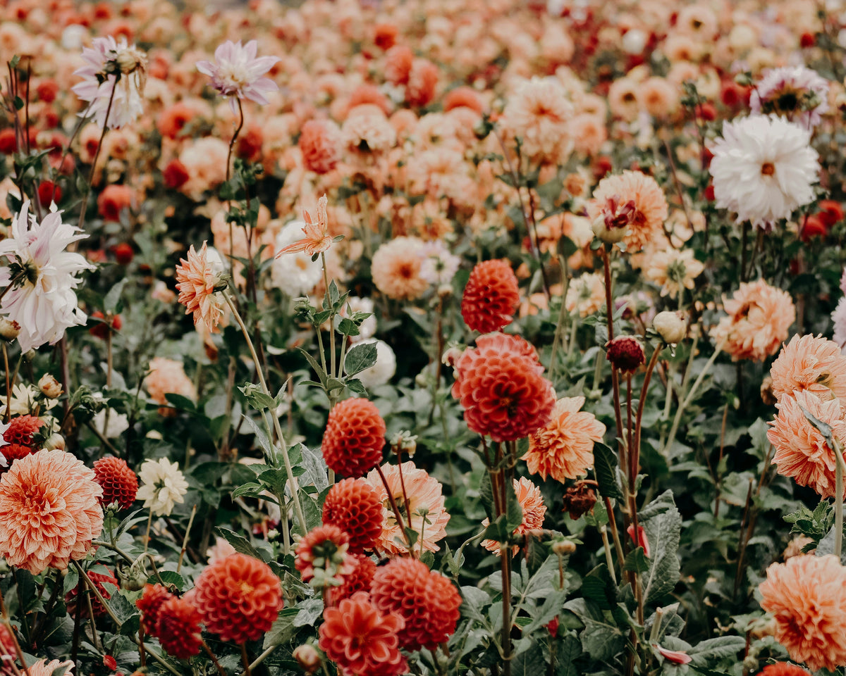 Field of wildflowers